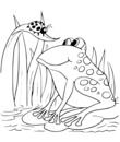 grenouille mare coccinelle