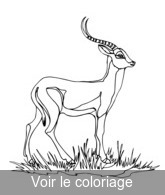 antilope coloriage pour impression et coloriage
