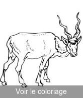 dessin antilope noir et blanc a colorier
