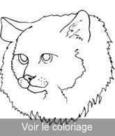 Coloriage chat à poil roux | Toupty.com