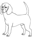 chien beagle marron blanc
