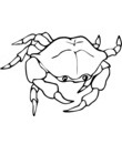 drole de petit crabe