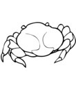 crabe bouledogue