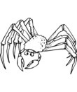 crabe araignée longues pattes