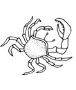 crabe pince unique grosse