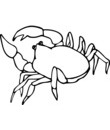 crabe mer méditerranée