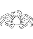araignée crabe patte