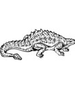 dinosaure ankylosaure carapace