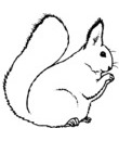 ecureuil image pour imprier puis colorier