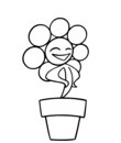 fleur souriante pot