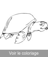 image tortue marine a colorier