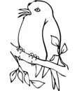 oiseau rossignol chante
