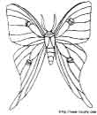 image de papillons