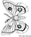 papillons à colorier