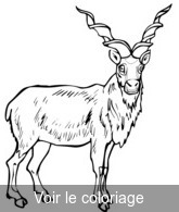 clip art antilope a imprimer & colorier