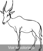 antilope image pour imprier puis colorier