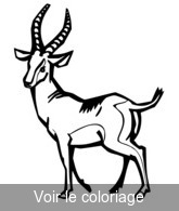 image antilope pour coloriage