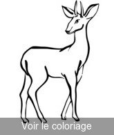 antilope coloriage pour imprimer