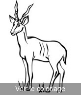 antilope clip art a imprimer & colorier