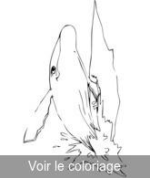 clip art baleine noir & blanc a imprimer