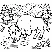 Coloriage bison qui s'abreuve | Toupty.com