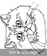 Coloriage chat gros plan | Toupty.com