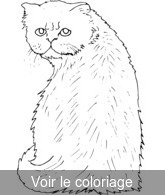 Coloriage chat à poil roux assis | Toupty.com