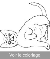 Coloriage petit chat gris | Toupty.com