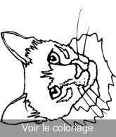 Coloriage tête de chat | Toupty.com