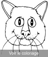 Coloriage tête de chat rigolo | Toupty.com