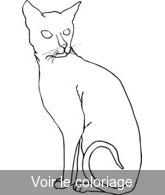 Coloriage chat blanc et marron assis | Toupty.com