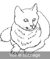 Coloriage adorable chat gris allongé | Toupty.com