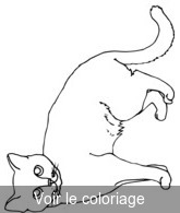 Coloriage petit chat gris | Toupty.com