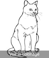 Coloriage chat de gouttière | Toupty.com