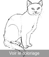 Coloriage chat blanc gouttière | Toupty.com