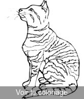 Coloriage chat tigré blanc gris | Toupty.com