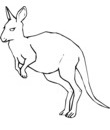 coloriage kangourou noir et blanc pour coloriage