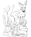 coloriage kangourou noir & blanc a colorier