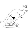 kangourou esquisse a colorier