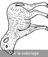 Coloriage Un adorable mouton à colorier | Toupty.com