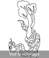 coloriage Boiga irregularis - serpent arboricole