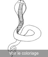 coloriage serpent dressé sur sa queue