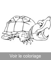 coloriage gratuit tortue pas sympathique