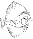 dessin gratuit poisson
