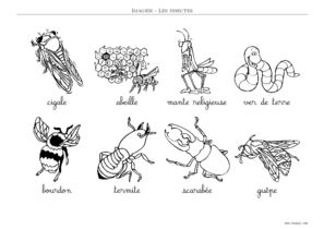 imagier insecte insectes toupty imagiers